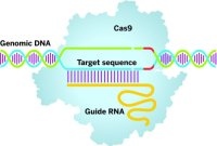   CRISPR,    ,     