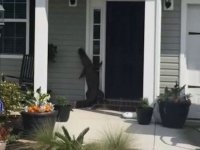 Аллигатор пытался позвонить в дверь хозяйке бассейна в США 