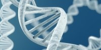  Ученые приступают к созданию полного синтетического генома человека 