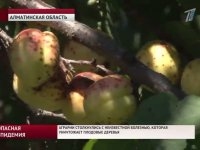  Неизвестная болезнь уничтожает плодовые деревья в Алматинской области 