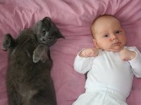  Кошки могут вызвать задержку интеллектуального развития у младенцев - ученые 