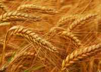 Прогноз: Мировой сбор пшеницы снизится до 741 млн тонн 
